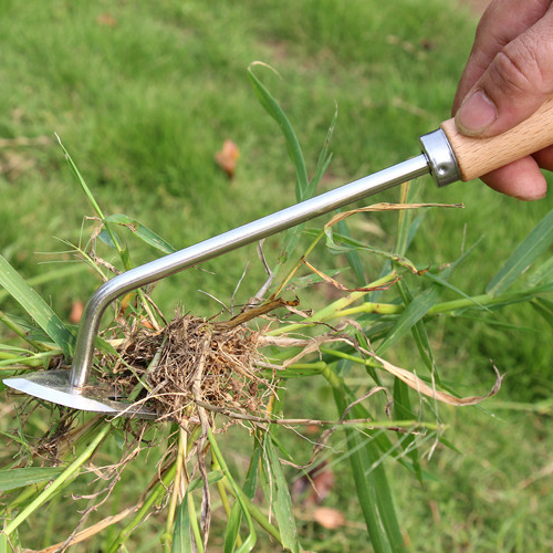 Stainless Dandelion Weeder with Wooden Handle